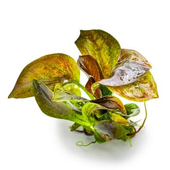 Preview: Echinodorus 'Reni'